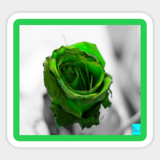 green rose Sticker